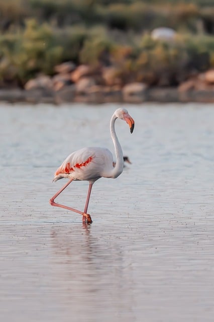 Free download mallorca flamingo nature birds free picture to be edited with GIMP free online image editor