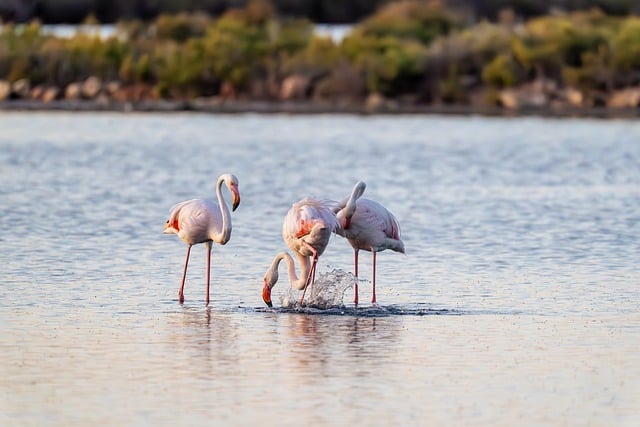 Free download mallorca flamingos salt pans water free picture to be edited with GIMP free online image editor