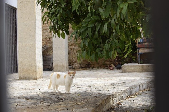 Free download Mallorca Island Spain -  free photo or picture to be edited with GIMP online image editor