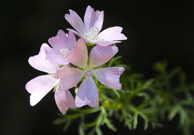 ดาวน์โหลดฟรี Mallow Flower Pink - ภาพถ่ายหรือรูปภาพฟรีที่จะแก้ไขด้วยโปรแกรมแก้ไขรูปภาพออนไลน์ GIMP