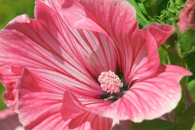 Free download mallow flower pink flower free picture to be edited with GIMP free online image editor