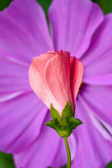 Free download mallow flower plant petals garden free picture to be edited with GIMP free online image editor