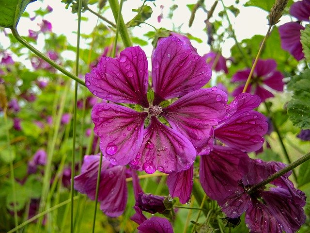 Free download Mallow Flower Summer -  free photo or picture to be edited with GIMP online image editor