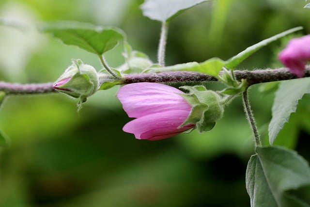 Free download mallow malva pink flower bud free picture to be edited with GIMP free online image editor
