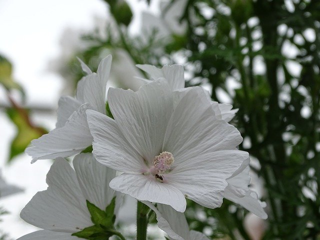 Téléchargement gratuit de Mallow Musk Flower - photo ou image gratuite à éditer avec l'éditeur d'images en ligne GIMP