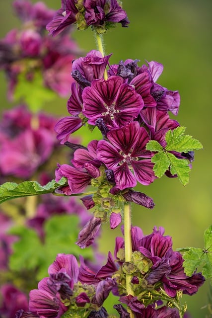 Free download mallow nature blossom bloom free picture to be edited with GIMP free online image editor