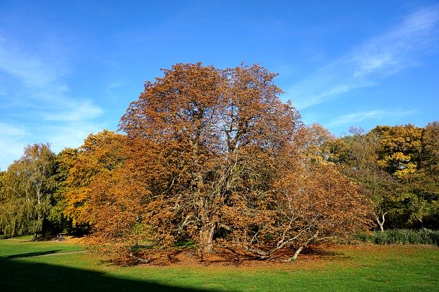 Téléchargement gratuit Malmö Autumn The Indian Summer - photo ou image gratuite à éditer avec l'éditeur d'images en ligne GIMP