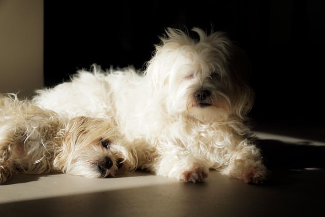 Free download maltese dog pet animal domestic free picture to be edited with GIMP free online image editor