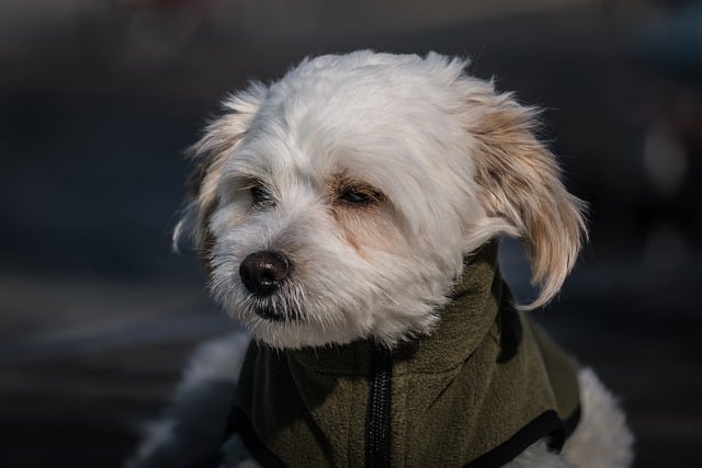 Free download maltese dog pooch small dog free picture to be edited with GIMP free online image editor