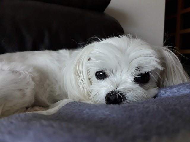 Free download Maltese Puppy Dog -  free photo or picture to be edited with GIMP online image editor