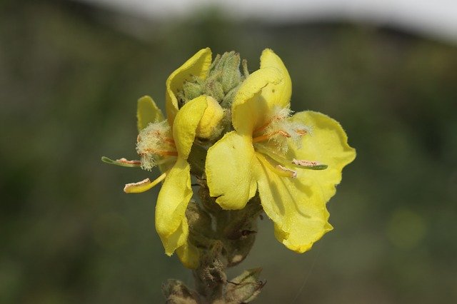 Gratis download Malva Wild Flower - gratis foto of afbeelding om te bewerken met GIMP online afbeeldingseditor