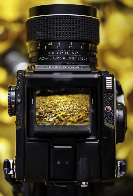 Free download mamiya medium format season branch free picture to be edited with GIMP free online image editor
