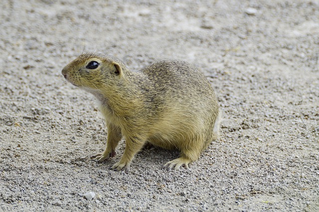 Free download mammal animal ground squirrel free picture to be edited with GIMP free online image editor