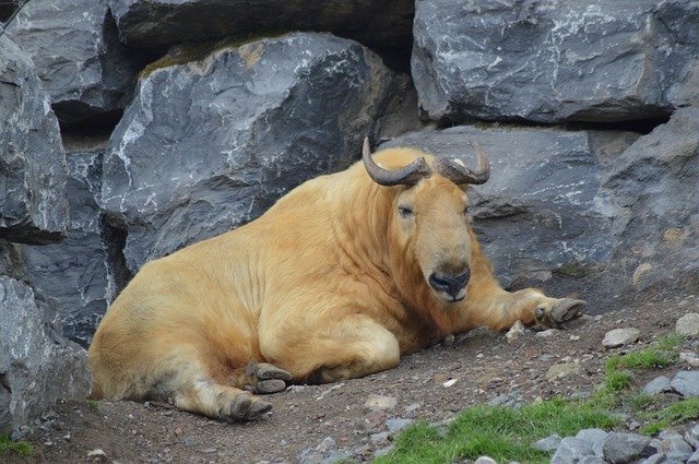 Free download Mammal Big Male -  free photo or picture to be edited with GIMP online image editor