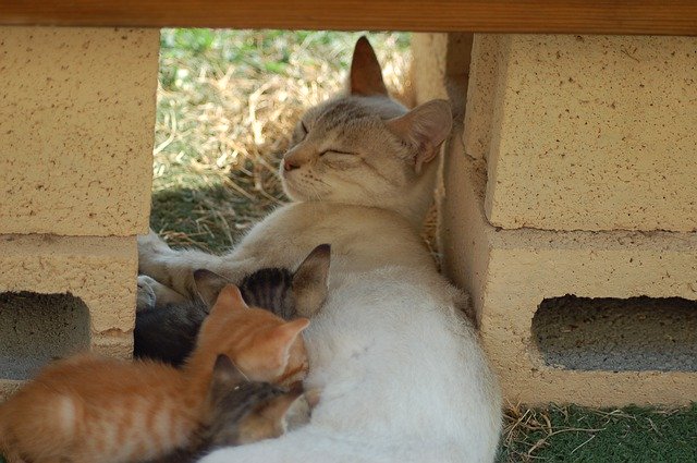 Free download Mammal Cat Breastfeed -  free photo or picture to be edited with GIMP online image editor