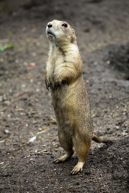 Free download mammal zoo desmerdier nature free picture to be edited with GIMP free online image editor
