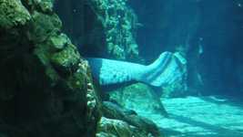 Free download Manatee Aquarium Ocean -  free video to be edited with OpenShot online video editor