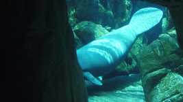 Free download Manatee Dugong Ocean -  free video to be edited with OpenShot online video editor