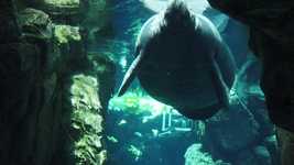 Free download Manatee Dugong Water -  free video to be edited with OpenShot online video editor
