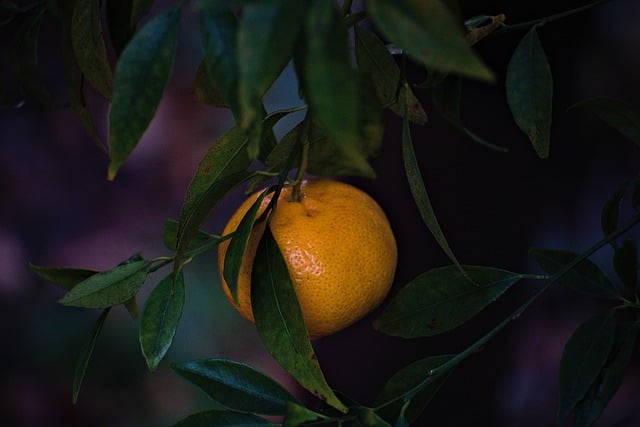 Free download mandarin citrus orange fruit free picture to be edited with GIMP free online image editor