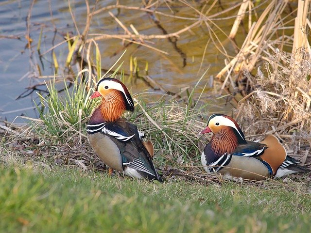 Free download Mandarin Duck Bird -  free photo or picture to be edited with GIMP online image editor