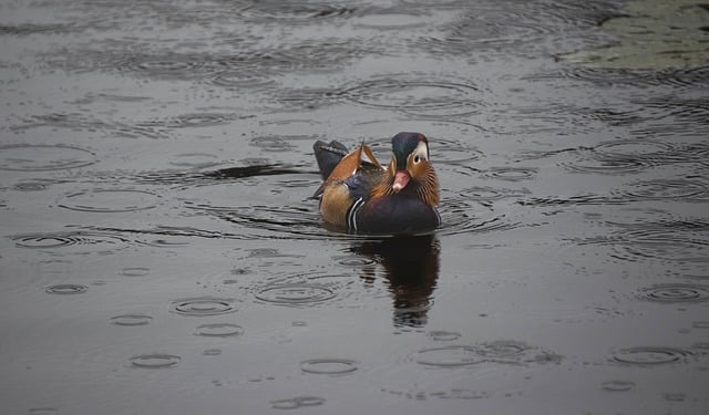 Free download mandarin duck bird duck ornithology free picture to be edited with GIMP free online image editor