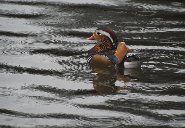 Free download mandarin duck bird lake duck free picture to be edited with GIMP free online image editor