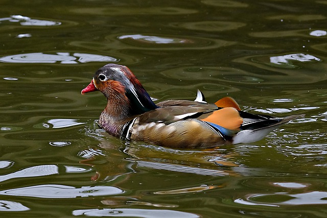 Free download mandarin duck duck bird animal free picture to be edited with GIMP free online image editor