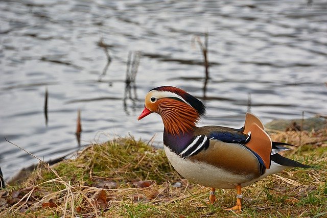 Free download mandarin duck duck bird drake free picture to be edited with GIMP free online image editor