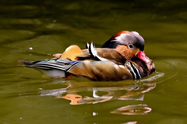 Free download mandarin duck duck lake bird free picture to be edited with GIMP free online image editor