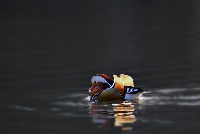 Free download mandarin duck lake winter park free picture to be edited with GIMP free online image editor