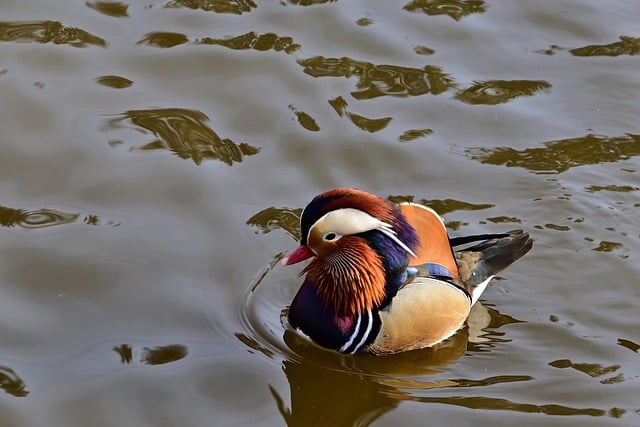 Free download mandarin ducks drake lake plumage free picture to be edited with GIMP free online image editor