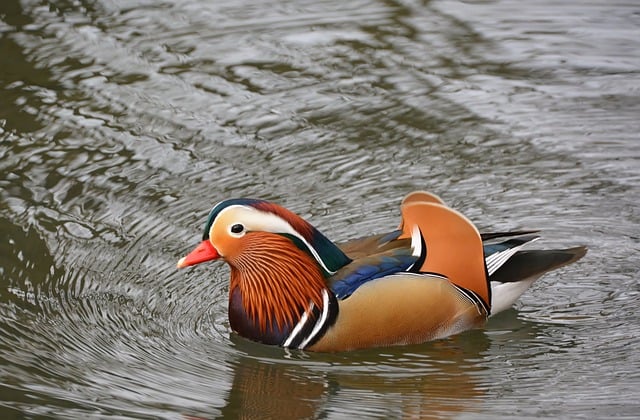 Free download mandarin ducks drake water bird free picture to be edited with GIMP free online image editor