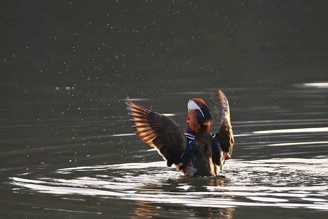 Free download mandarin ducks drake wing free picture to be edited with GIMP free online image editor