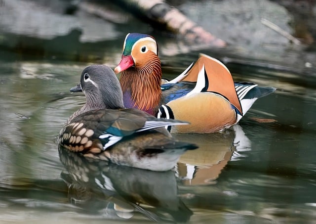 Free download mandarin ducks ducks free picture to be edited with GIMP free online image editor