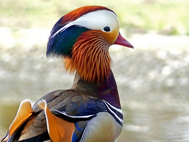 Free download Mandarin Ducks Duck Water Bird -  free photo or picture to be edited with GIMP online image editor