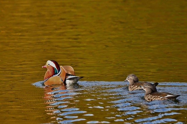 Free download mandarin ducks lake sunrise fall free picture to be edited with GIMP free online image editor