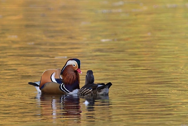 Free download mandarin ducks pair lake birds free picture to be edited with GIMP free online image editor