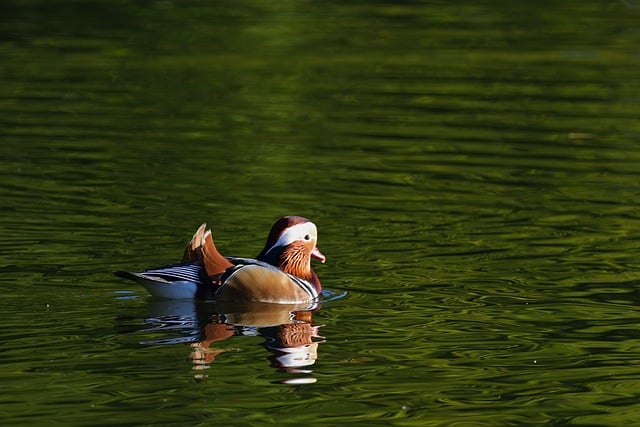 Free download mandarin ducks water bird drake free picture to be edited with GIMP free online image editor