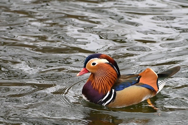 Free download mandarin ducks water bird duck lake free picture to be edited with GIMP free online image editor