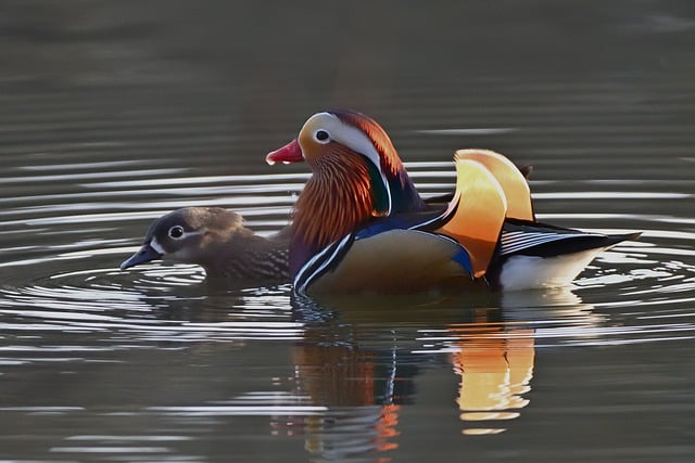 Free download mandarin ducks water bird lake free picture to be edited with GIMP free online image editor