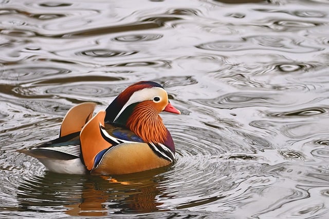 Free download mandarin ducks water bird lake bird free picture to be edited with GIMP free online image editor