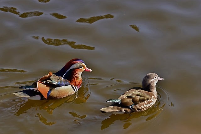 Free download mandarin ducks water birds lake free picture to be edited with GIMP free online image editor