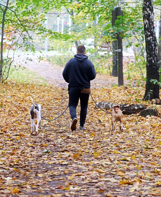 قم بتنزيل Man Dogs Leash - صورة مجانية أو صورة مجانية ليتم تحريرها باستخدام محرر الصور عبر الإنترنت GIMP
