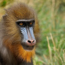 Mandrill  screen for extension Chrome web store in OffiDocs Chromium