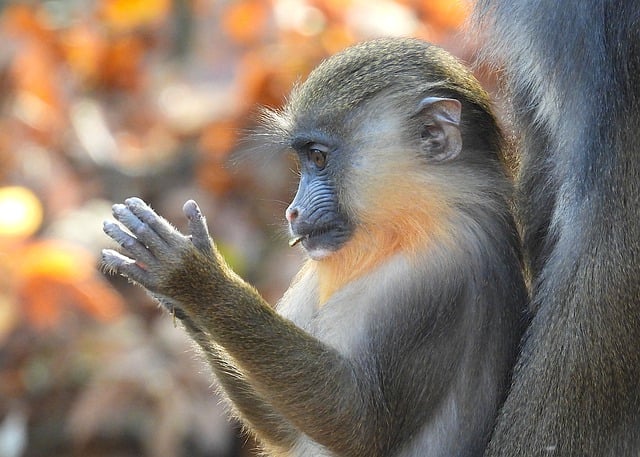 Scarica gratuitamente l'immagine del primate della scimmia mandrillo da modificare con l'editor di immagini online gratuito di GIMP