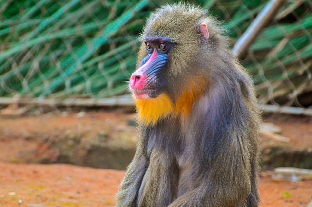Free download mandrill monkey primate ape animal free picture to be edited with GIMP free online image editor