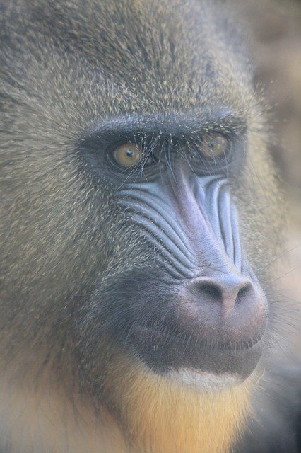 Free download Mandrill Singe Zoo Des -  free photo or picture to be edited with GIMP online image editor