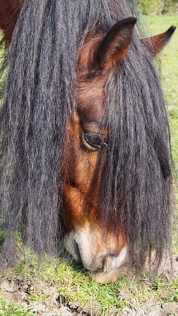 Descarga gratuita Mane Hair Horse: foto o imagen gratuita para editar con el editor de imágenes en línea GIMP