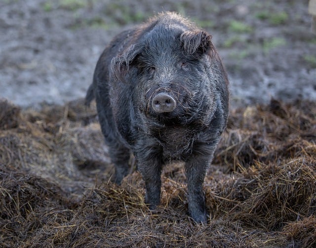 Muat turun percuma gambar percuma babi mangalica haiwan hay bulu babi untuk diedit dengan editor imej dalam talian percuma GIMP